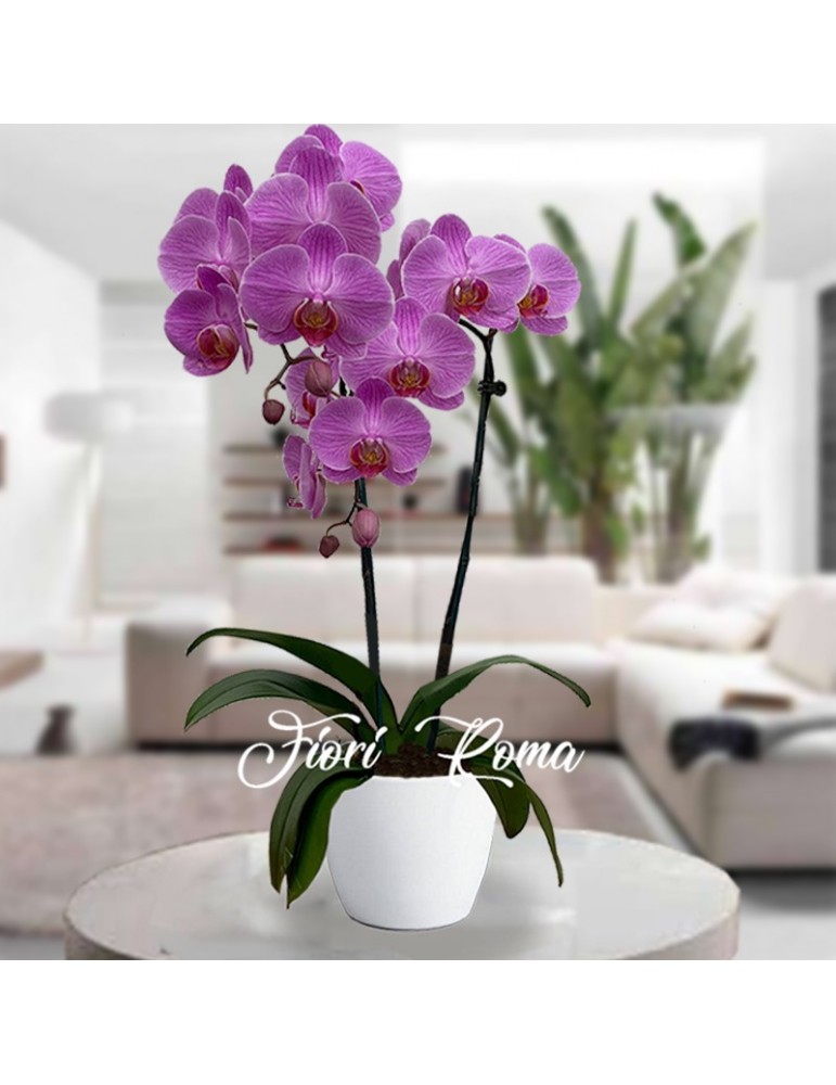 Pianta di Phalaenopsis di colore fucsia in vaso di ceramica bianco