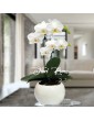 Double Branch Phalaenopsis Orchid Plant