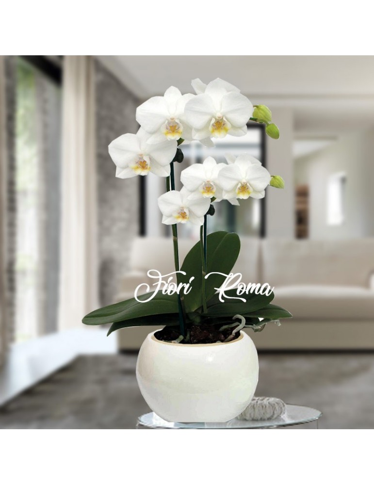 pianta di phalaenopsis bianca a doppio ramo in vaso di ceramica