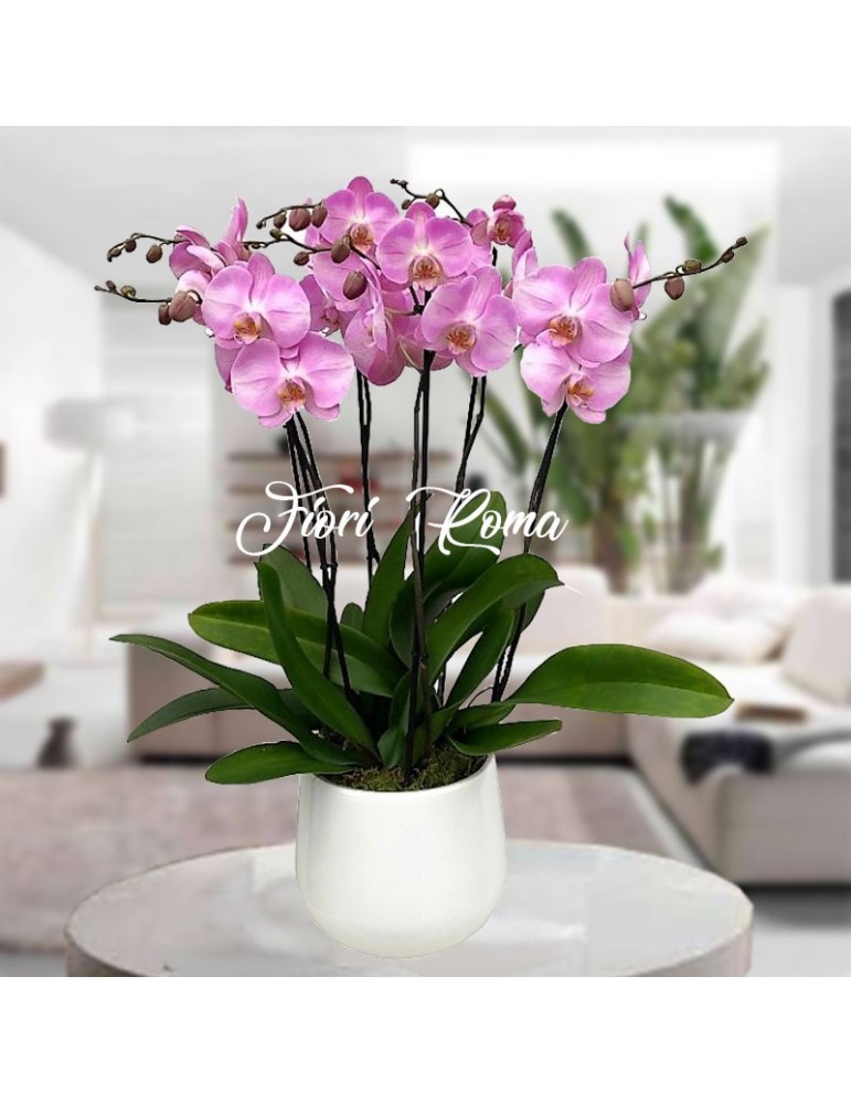 3 Pink phalaenopsis orchids in white ceramic vase.
