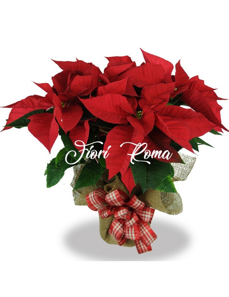 Christmas Poinsettia at home in Rome