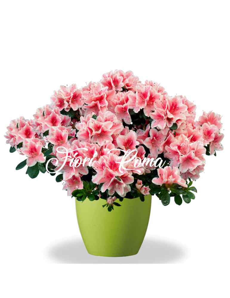 Pink Azalea Plant for Mom