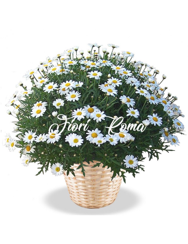 White daisies plant in wicker basket