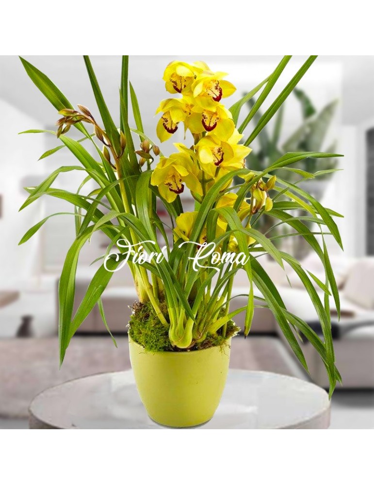 Yellow Cymbidium Orchid plant packed in a ceramic pot